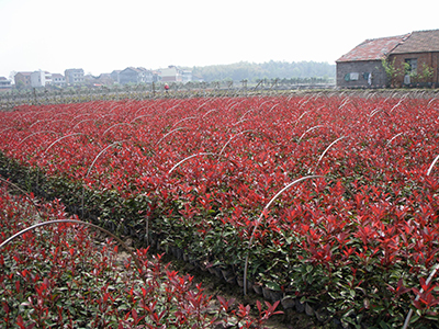 紅葉石楠40-60cm