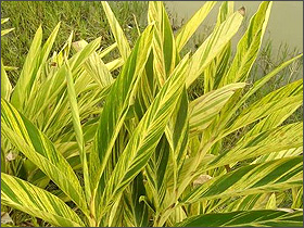 花葉良姜30-120cm