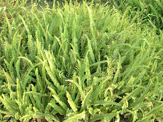 腎厥30-40cm